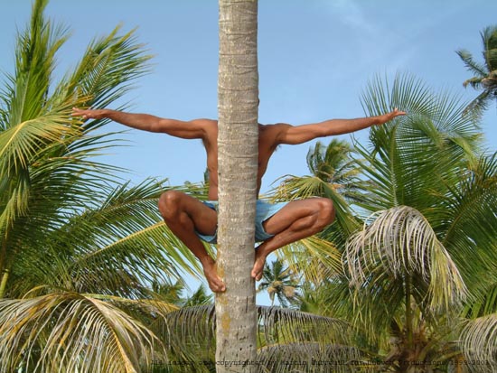 j-m-hiding-behind-cocotree