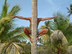 j-m-hiding-behind-cocotree